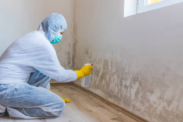 Licensed Basement Mold Removal service in Sanford, NC - WQB Mold Removal