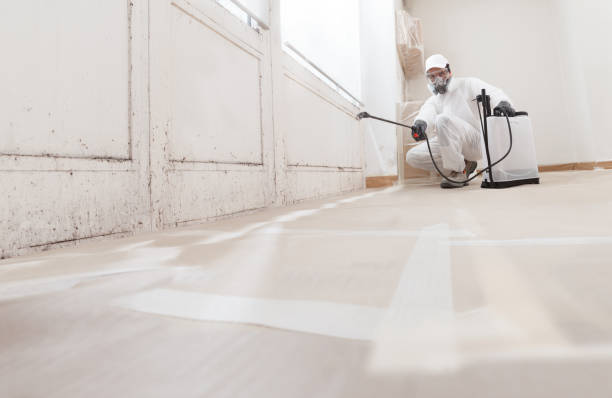 24/7 Emergency Basement Mold Removal experts in Sanford, NC