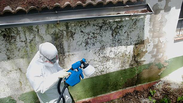 Top rated local Basement Mold Removal specialists in Sanford, NC